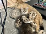 Scottish fold and straight Gingers litter - Scottish Fold Kitten For Sale - 