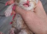 Persians kittens  boys - Persian Kitten For Sale - Woodburn&comma; IN&comma; US