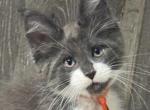 Beau - Maine Coon Kitten For Sale - Rogersville&comma; MO&comma; US