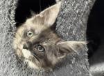 Brooks - Maine Coon Kitten For Sale - Rogersville&comma; MO&comma; US