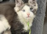 Bentley - Maine Coon Kitten For Sale - Rogersville&comma; MO&comma; US