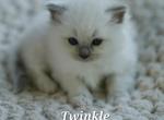 Twinkle - Ragdoll Kitten For Sale - IL&comma; US