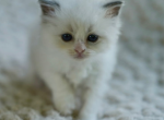 Snowflake - Ragdoll Kitten For Sale - IL&comma; US