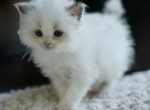 Flurry - Ragdoll Kitten For Sale - IL&comma; US