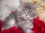 The Legacy Litter - Maine Coon Kitten For Sale - 