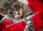 The Legacy Litter - Maine Coon Kitten For Sale - Dublin&comma; GA&comma; US