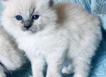 Meet my sweet Mo and his sister's - Ragdoll Kitten For Sale - 