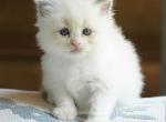 Puff - Ragdoll Kitten For Sale - IL&comma; US