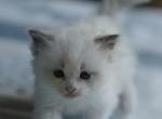 Cloud - Ragdoll Kitten For Sale - IL&comma; US