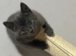 zenas litter - Russian Blue Kitten For Sale - Boston&comma; MA&comma; US