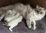 NEW LITTER - Siberian Kitten For Sale - Bonita Springs&comma; FL&comma; US