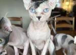 Wren Retired breeder - Sphynx Cat For Sale - 