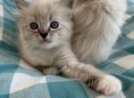 Celine TICA Ragdoll - Ragdoll Kitten For Sale - Amherst&comma; NH&comma; US