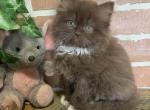 Hershey Chocolate - British Shorthair Kitten For Sale - 