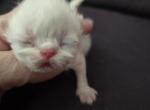 Shaded Silver - Persian Cat For Sale - Chicago&comma; IL&comma; US