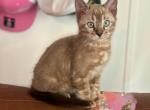 Snow Mink Male - Bengal Kitten For Sale - Timpson&comma; TX&comma; US