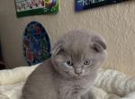 Boss - Scottish Fold Kitten For Sale - 