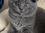 Gabi' - Scottish Fold Kitten For Sale - 