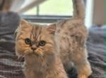 Petey - Persian Kitten For Sale - Oklahoma City&comma; OK&comma; US