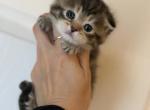 Scottish Fold Brown Tabby Female Kitten - Scottish Fold Kitten For Sale - Orlando&comma; FL&comma; US