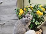 Penny - Scottish Straight Kitten For Sale - 