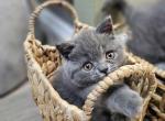 Dusty - Scottish Straight Kitten For Sale - 