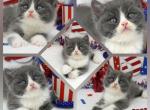 Nittany Health Tested CFA - Persian Kitten For Sale - FL&comma; US