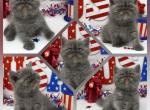 Simeon Health Tested CFA ESH - Persian Kitten For Sale - FL&comma; US