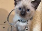 Little jimmy - Siamese Kitten For Sale - Conger&comma; IA&comma; US