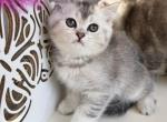F - Scottish Straight Kitten For Sale - Rocklin&comma; CA&comma; US