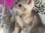 Fairy - Scottish Straight Kitten For Sale - Rocklin&comma; CA&comma; US