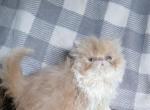 Cfa registered cream and white male - Persian Kitten For Sale - 