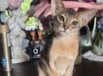 Yuman - Abyssinian Kitten For Sale - Norwalk&comma; CT&comma; US