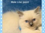 Lilac ragdoll - Ragdoll Kitten For Sale - 