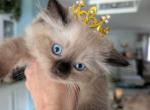 Possibility - Ragdoll Kitten For Sale - Dunnellon&comma; FL&comma; US