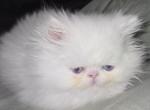 Bluey - Persian Kitten For Sale - Goldsboro&comma; NC&comma; US
