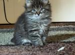 Siberian Mix Kittens - Siberian Kitten For Sale - Fairfax&comma; VA&comma; US