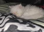 Bingo - Persian Kitten For Sale - Goldsboro&comma; NC&comma; US