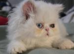 Bingo - Persian Kitten For Sale - 