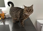 Mochi - Scottish Straight Kitten For Adoption - Reno&comma; NV&comma; US