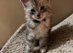 Cedar - Maine Coon Kitten For Sale - Bechtelsville&comma; PA&comma; US