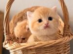 Cute Scottish Straight - Scottish Straight Kitten For Sale - Orlando&comma; FL&comma; US