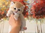 Scottish Straight cute kitten - Scottish Straight Kitten For Sale - Orlando&comma; FL&comma; US