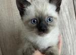Siamese kitten - Siamese Kitten For Sale - Enfield&comma; CT&comma; US