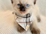 Theodore - Ragdoll Kitten For Sale - 