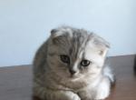 Zeke - Scottish Fold Kitten For Sale - 