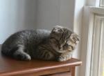 Charlie Bear - Scottish Fold Kitten For Sale - 