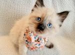 Willow - Ragdoll Kitten For Sale - 