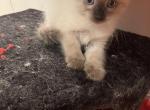 Female Siamese - Domestic Kitten For Sale - 