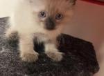 Matilda Ava sunshine lulla and Adolf - Siamese Kitten For Adoption - Sherman Oaks&comma; CA&comma; US